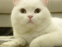 Ücretsiz olarak verilecek british shorthair kedilerim