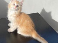 Dünyanın en güzel Maine Coon yavruları burada!