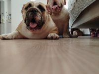 İngiliz bulldog 11 aylık erkek