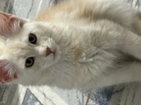 Safkan Maine Coon Yavruları 3 Aylık