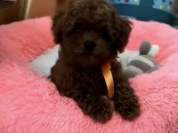 Toy Poodle Kore