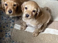 Golden retriever yavru köpekler