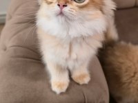 Golden British Longhair Kedisi