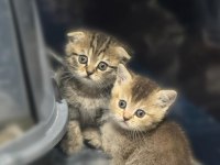 British shorthair yavrular yeni yuva arıyor