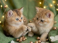 Golden british shorthair