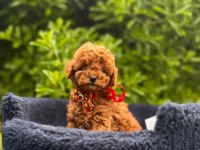 Show Kalite Toy Poodle Yavrular