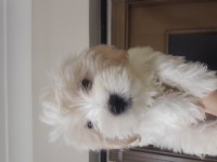 Sahiplendirilecek maltese