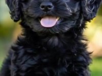 Solid Black Maltipoo Yavrular