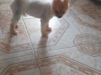 Oğluma benim kadar iyi bakabilecek birini arıyorum köpeğime