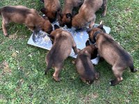 A kalite malinois belçika kurdu yavrular