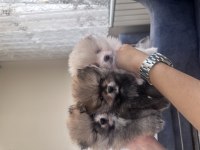 Pomeranian TEDDY BEAR BEBEKLER