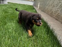 Şecereli extrem rottweiler yavruları mevcuttur