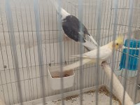 Sağlıklı çift sultan papağanı