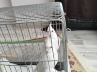 Albino sultan papağanı 3 Aylık