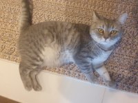 British shorthair 2 yaşında çipi var