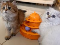 Scottish fold ve british longhair kedisi