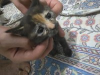 Minnoş Anne ve İki Tatlış Scottish Fold Yavru Yuva Arıyoruz