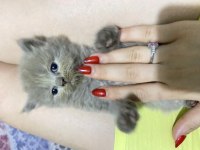 1 aylık 6 adet safkan british shorthair kediler