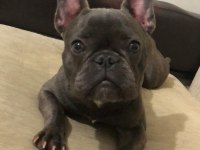 8 aylık dişi french bulldog