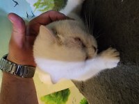 SAFKAN BEMBEYAZ KEDİMİZ