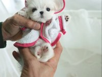 Korea Maltese terrier cep boy