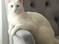 VAN KEDİMİZE ÇOK ACİL YUVA ARIYORUZ