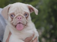 Egzotik renk pink pug yavrular