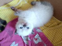 Blue point scottish fold