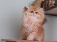 British Longhair Safkan Dişi
