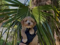 EŞSİZ ÇİFT PİGMENT RENK PREMİUM POODLE BABY