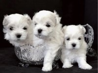 Kore Maltese 0 boy aşılı