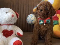 Kore anne babadan lekesiz en koyu renk poodle yavru