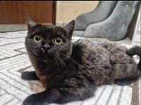 YORK CHOCOLATE IRKI KEDİMİZ