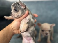 Show Kalite French Bulldog Bebekler
