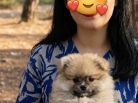 Pomeranian Dişi Prenses Yavrumuz
