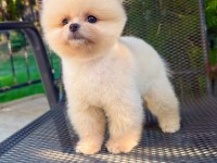 Orjinal Pomeranian Boo