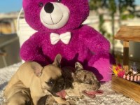Merle french bulldog bebeklerimiz