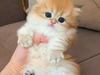 British Longhair ve Shorthair Sevecen Yavrularımız