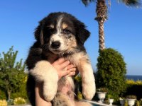 SİYAH BEYAZ VE BLACK AND TAN BORDER COLLİE YAVRULAR