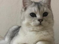 British yavrularımıza takip şartı ile yuva arıyoruz