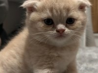 Scottish fold yavru
