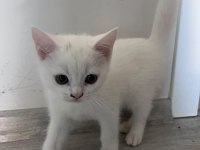 2 aylık british shorthair bebişlere yuva arıyorum