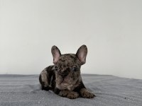 A KALİTE ERKEK BLACK MERLE FRENCH BULLDOG