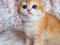 Top Kafa Golden Scottish Fold Shorthair 