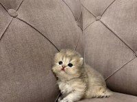Show Kalite Safkan British Longhair Yavruları