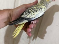 48 Günlük Pearl Bebek Sultan Papağanı