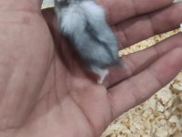 Ele alışkın gonzales hamster yavruları