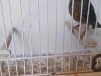KANARYA RENK KUŞLARI