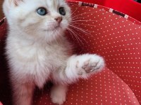 British Longhair Pamukçuk Sahiplendirilecektir