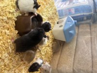 Suriye (Syrian) Hamster